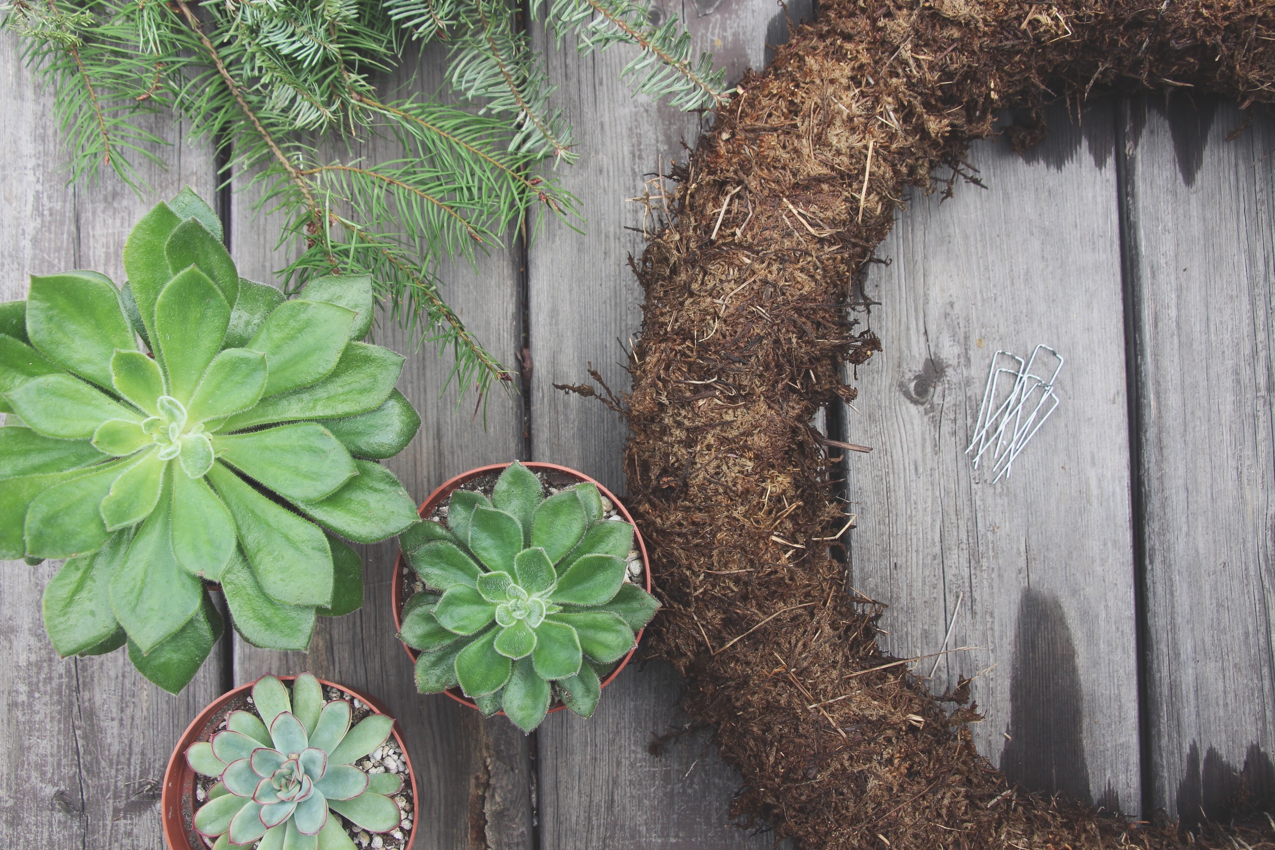 Supplies needed for DIY Living Christmas Wreath with Succulents